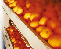 予約商品　蔵熟 青島みかん(5kg)